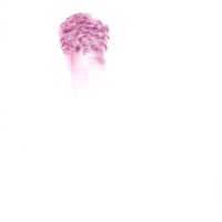 pastel rose sur calque,nuque david, 21x29,7cm, 2008 MX 28 2